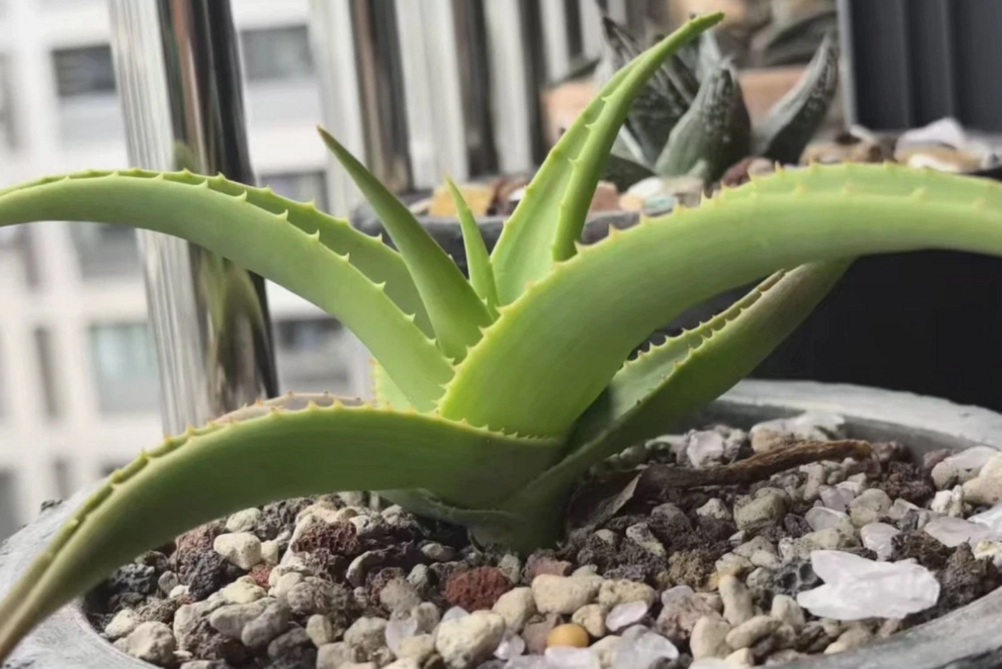 Aloe Jawiyon seeds