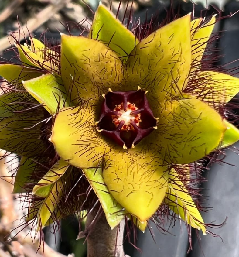 Caralluma indica seeds