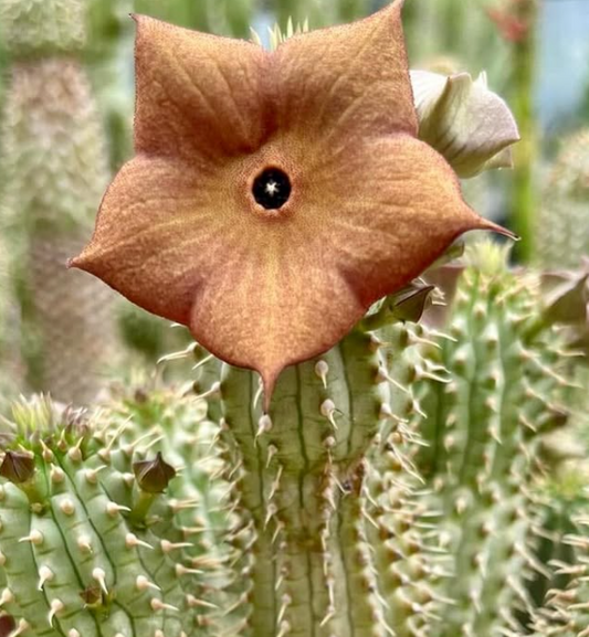 Hoodia gordonii Seeds