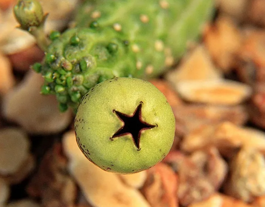 Echidnopsis fartaqensis seeds