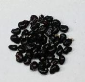 Pachycereus pecten-aboriginum seeds