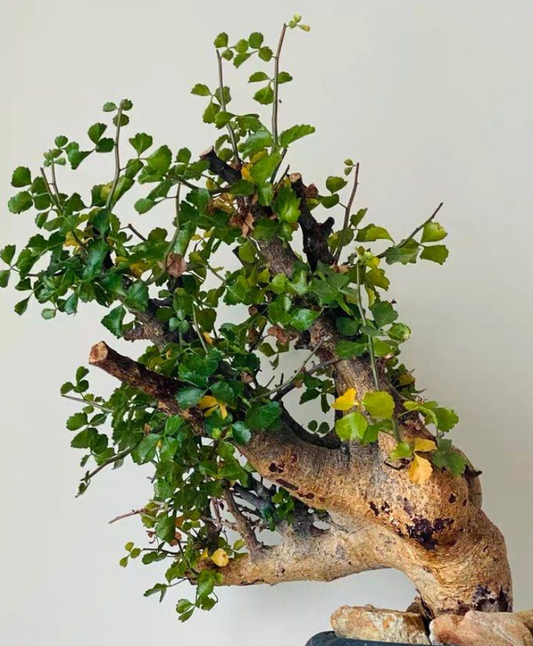 Commiphora capensis seeds