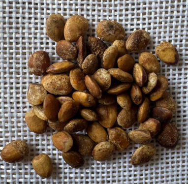 Commiphora kataf seeds