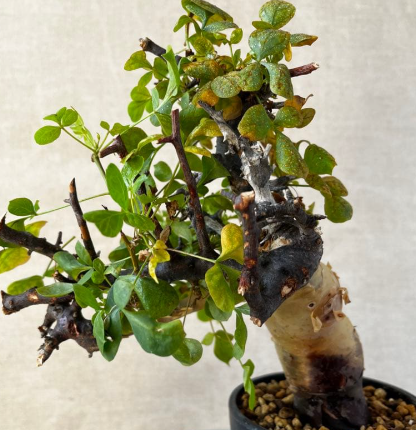 Commiphora kataf seeds
