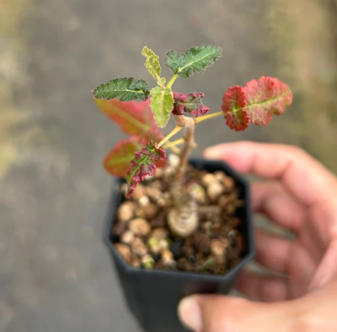 Boswellia popoviana ( Red leaf ) seeds