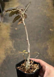 Boswellia bullata seeds