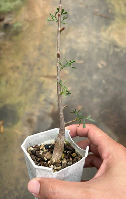 Commiphora gracilifrondosa seeds