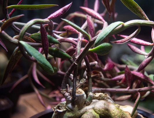 Euphorbia neorubella seeds