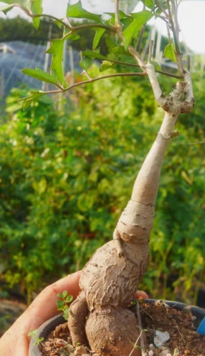 Cyphostemma laza PLANT #2