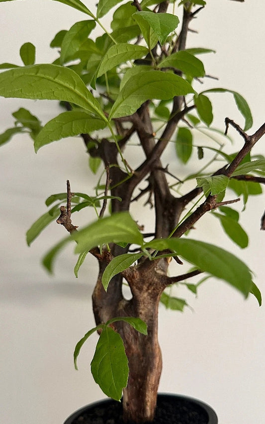 Commiphora mildbraedii seeds