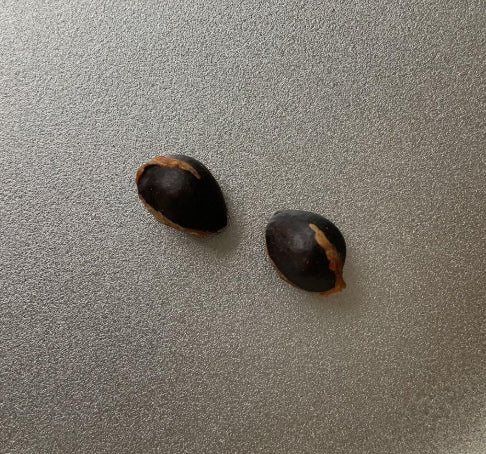 Commiphora mildbraedii seeds