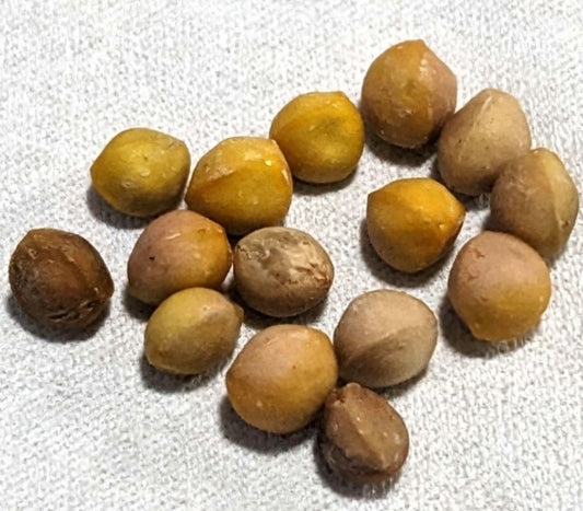 Bursera morelensis seeds