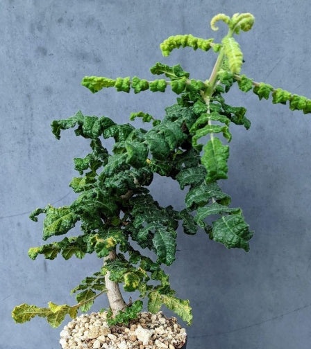 Boswellia sacra seeds