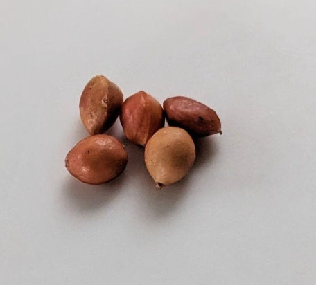 Bursera galeottiana seeds