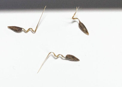 Pelargonium cotyledonis seeds
