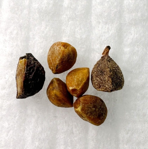 Commiphora kua seeds