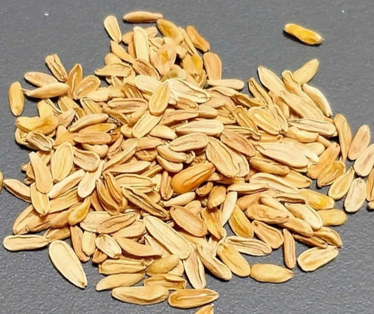 Pachypodium densicaule seeds