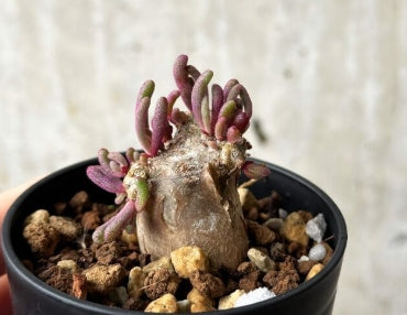 Phyllobolus tenuiflorus seeds