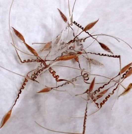 Pelargonium crithmifolium seeds