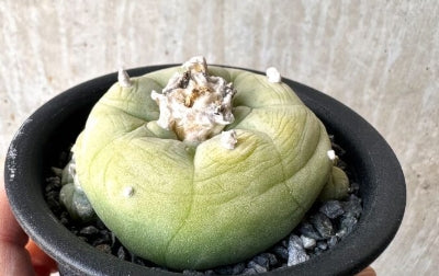 Lophophora Diffusa seeds