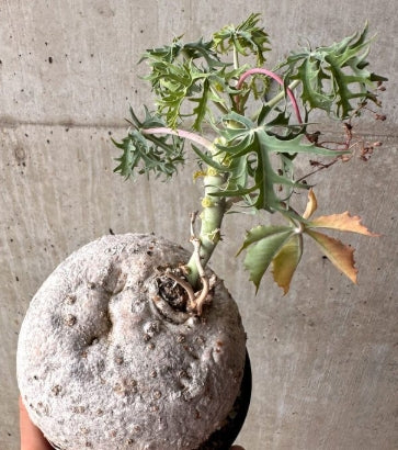 Jatropha podagrica ( Red flower ) seeds