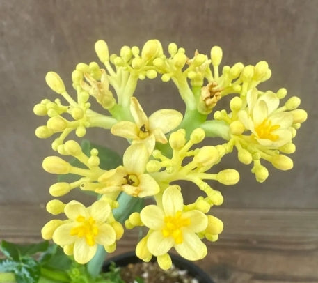Jatropha podagrica ( Yellow flower ) seeds