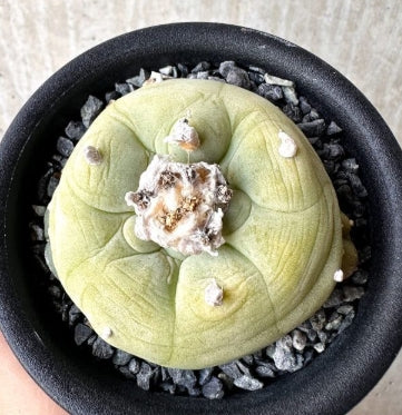 Lophophora Diffusa seeds