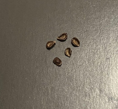 Pseudolithos migiurtinus x Pseudolithos cubiformis seeds