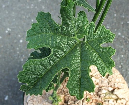 Odosicyos bosseri seeds