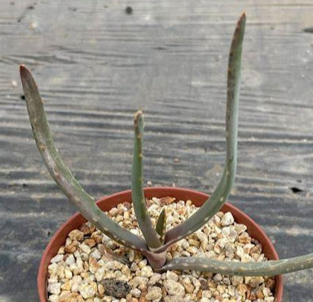 Aloe hoffmannii seeds