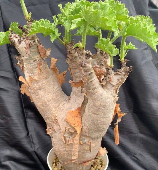 Cyphostemma uter (Namibia form) seeds