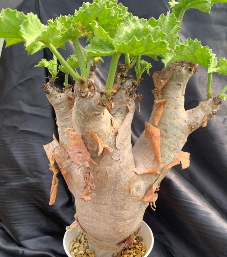 Cyphostemma uter (Namibia form) seeds