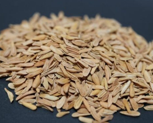 Pachypodium makayense seeds