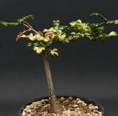 Operculicarya decaryi seeds