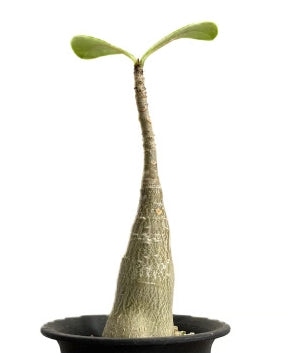 Adenium dhofarense seeds