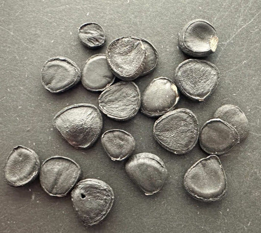 Yucca brevifolia var. jaegeriana seeds