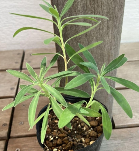 Euphorbia characias ssp.wulfenii seeds