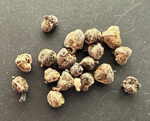 Euphorbia candelabrum seeds