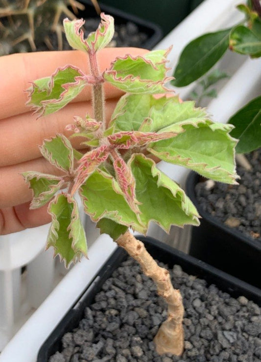 Cyphostemma sp. Ngare Mara seeds