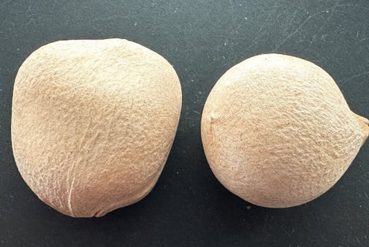 Cycas clivicola subsp. lutea seeds