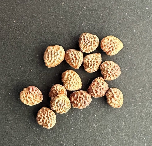 Adenia cladosepala seeds
