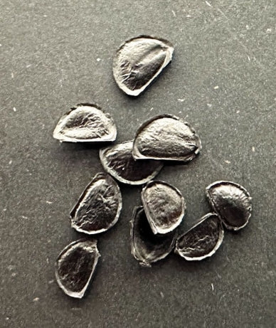 Agave parryi Sierra Tarahumara seeds