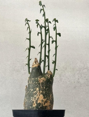 Adenia pseudoglobosa seeds