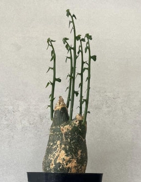 Adenia pseudoglobosa seeds