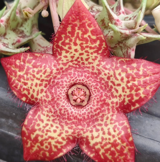 Huernia 'Glamour' hybrid seeds