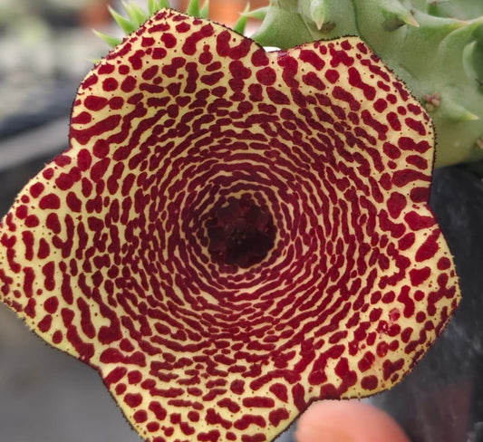 Huernia 'Tornado' hybrid seeds