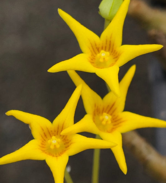 Socotella dolichocnema Yellow seeds