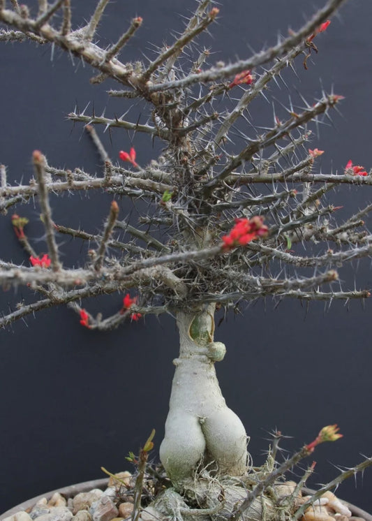 Euphorbia pedilanthoides seeds