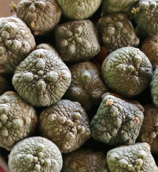 Pseudolithos haradheranus seeds