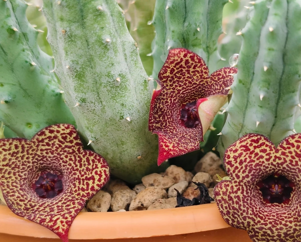 Lavrania hybrid seeds
